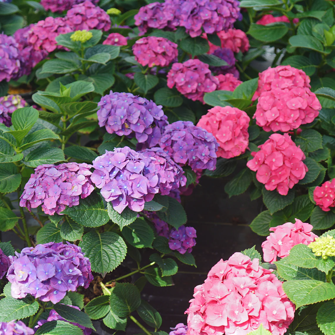 Let's Dance Big Band™ Bigleaf Hydrangea