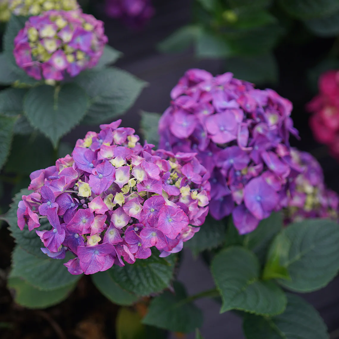 Let's Dance Big Band™ Bigleaf Hydrangea - Image 2