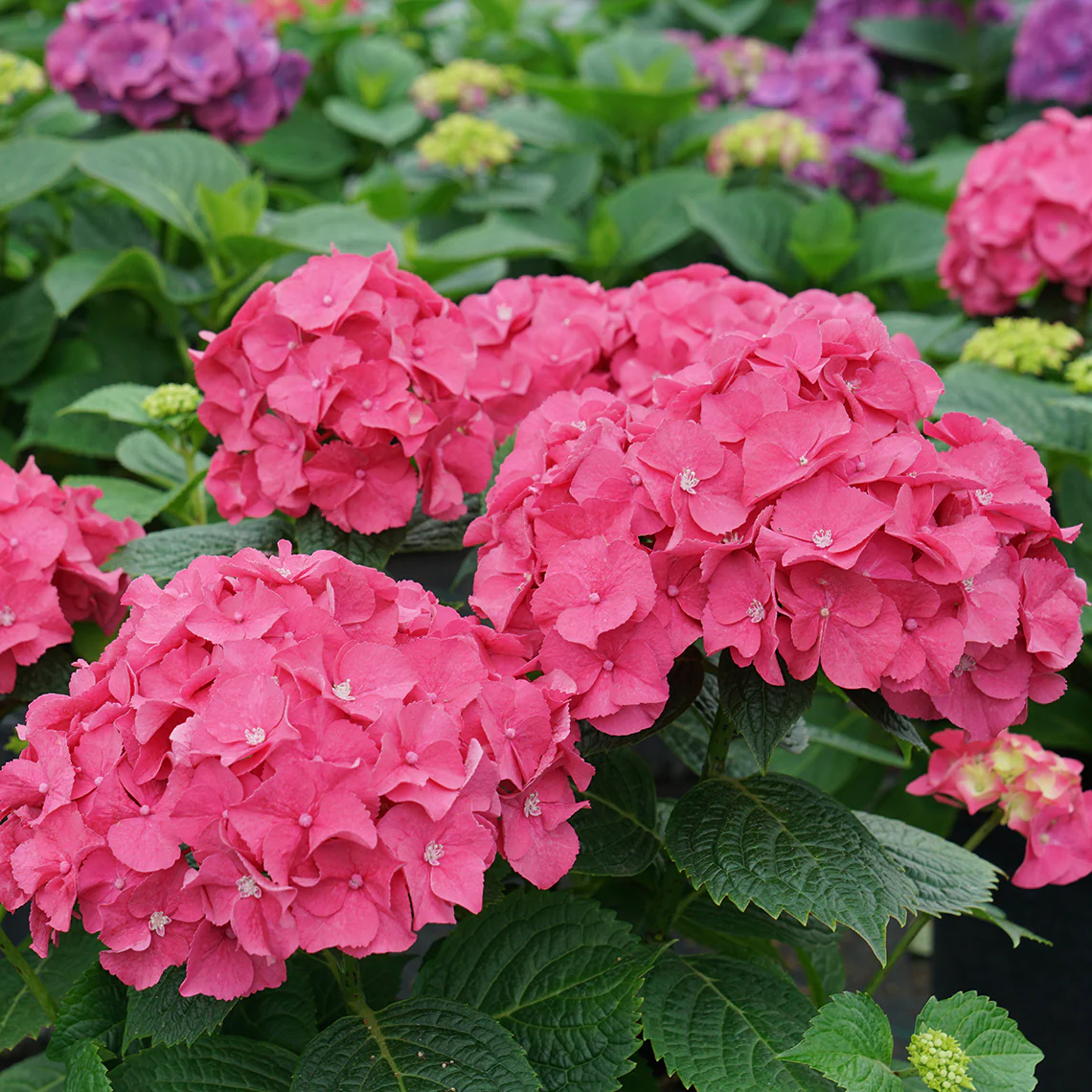 Let's Dance Big Band™ Bigleaf Hydrangea - Image 3