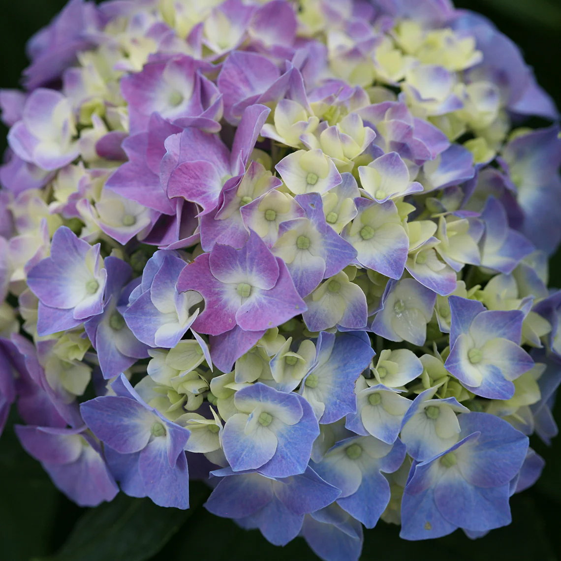 Let's Dance® Blue Jangles® Bigleaf Hydrangea - Image 2