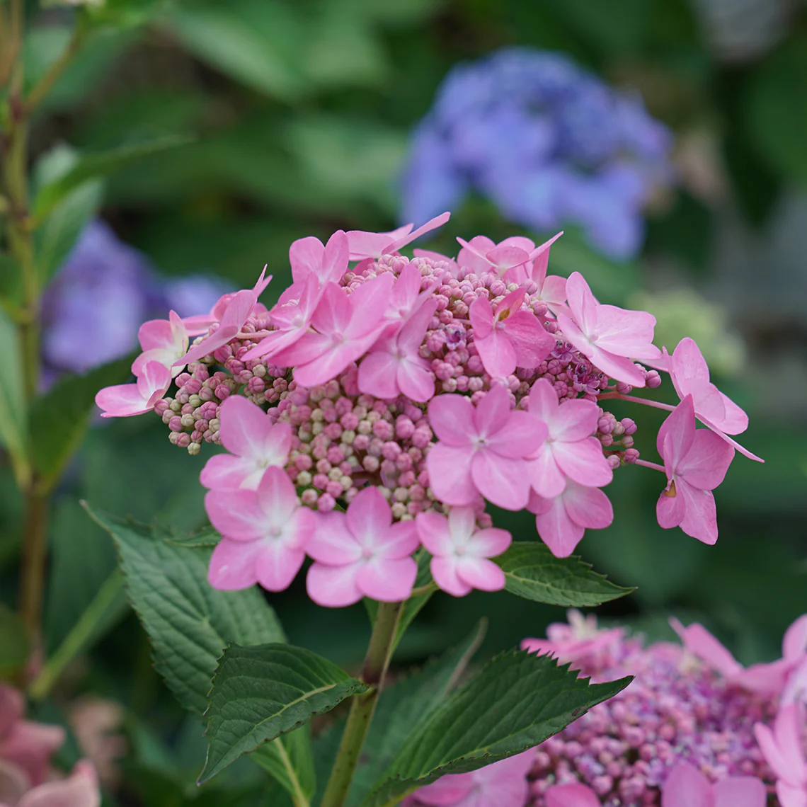 Let's Dance Can Do!® Bigleaf Hydrangea - Image 3