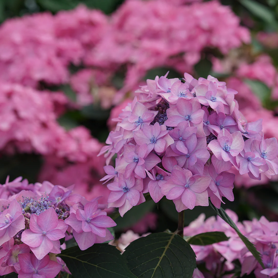 Let's Dance Can Do!® Bigleaf Hydrangea - Image 4