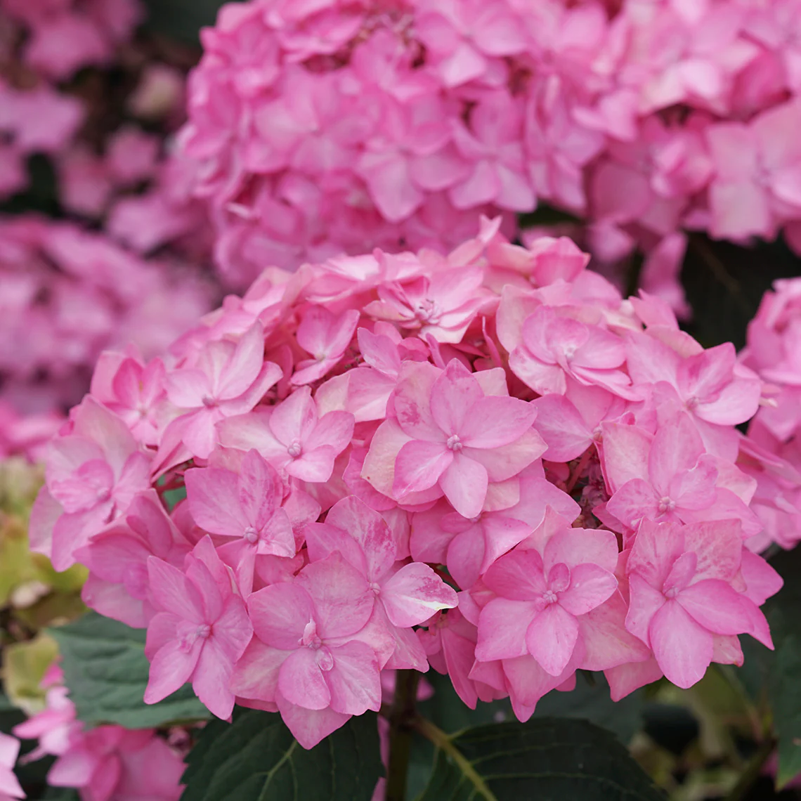 Let's Dance Can Do!® Bigleaf Hydrangea - Image 5