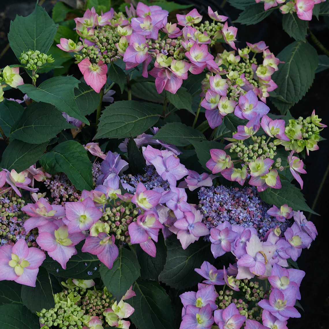 Let's Dance Can Do!® Bigleaf Hydrangea - Image 6