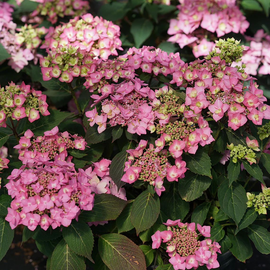 Let's Dance Can Do!® Bigleaf Hydrangea - Image 7