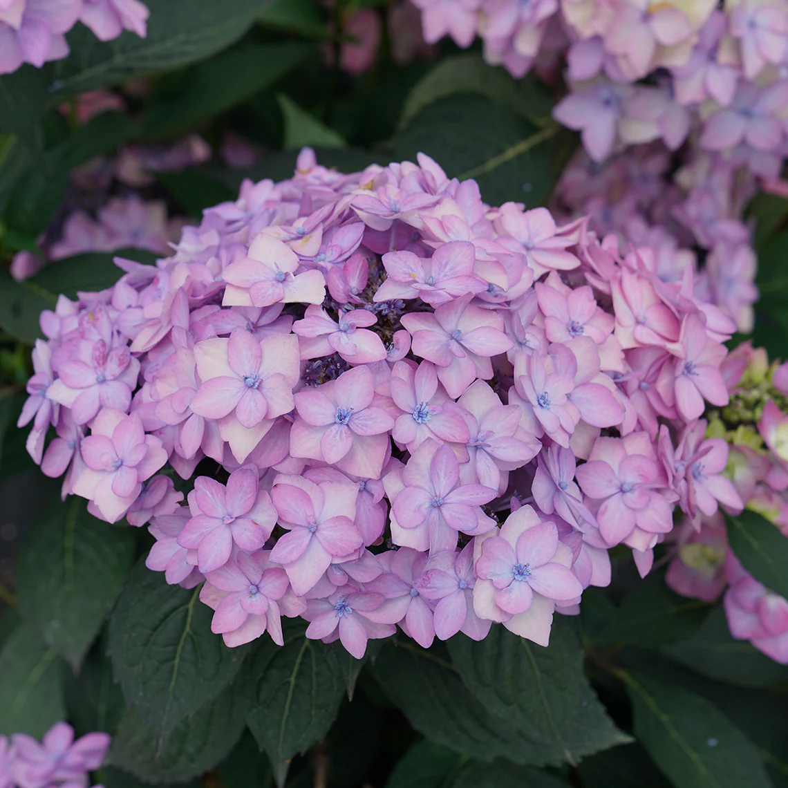 Let's Dance Can Do!® Bigleaf Hydrangea - Image 8