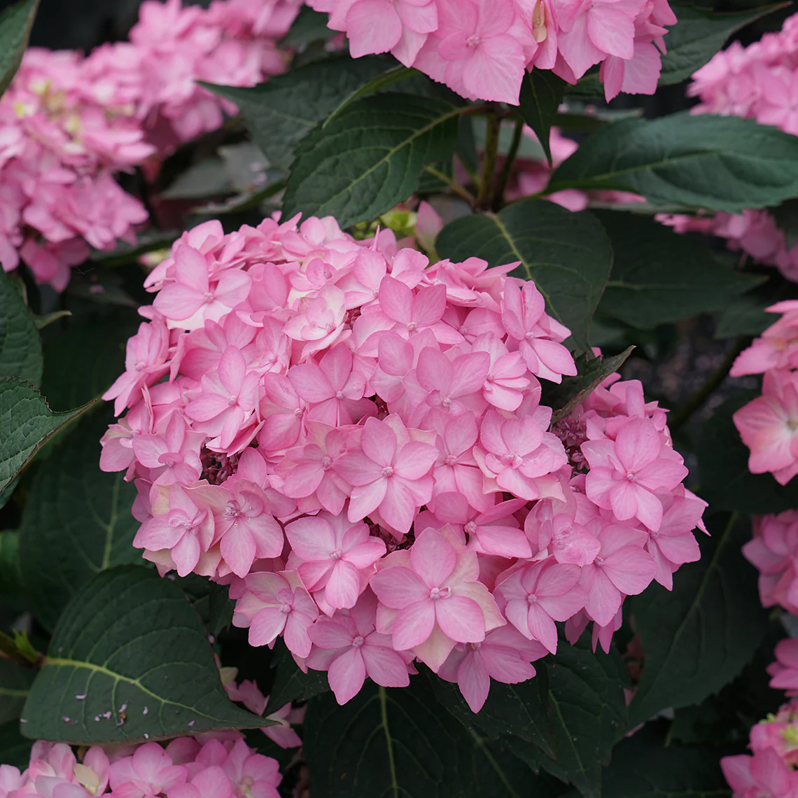 Let's Dance Can Do!® Bigleaf Hydrangea - Image 9