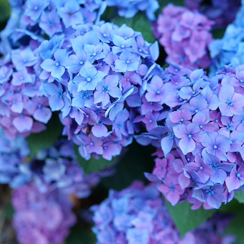 Let's Dance Lovable® Bigleaf Hydrangea - Image 2