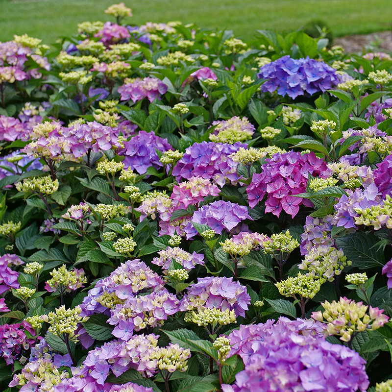 Let's Dance Lovable® Bigleaf Hydrangea - Image 4