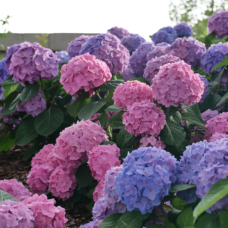 Let's Dance Sky View® Bigleaf Hydrangea - Image 2