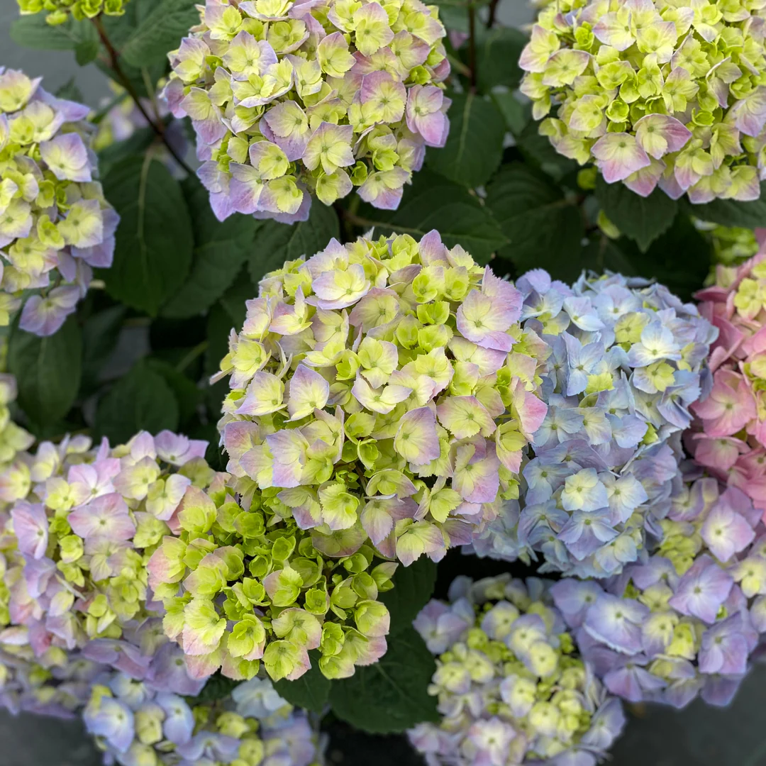 Let's Dance Sky View® Bigleaf Hydrangea - Image 4