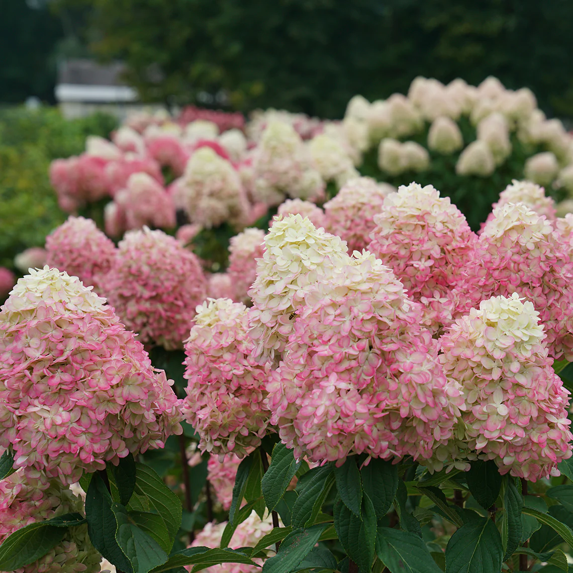 Limelight Prime® Panicle Hydrangea - Image 3