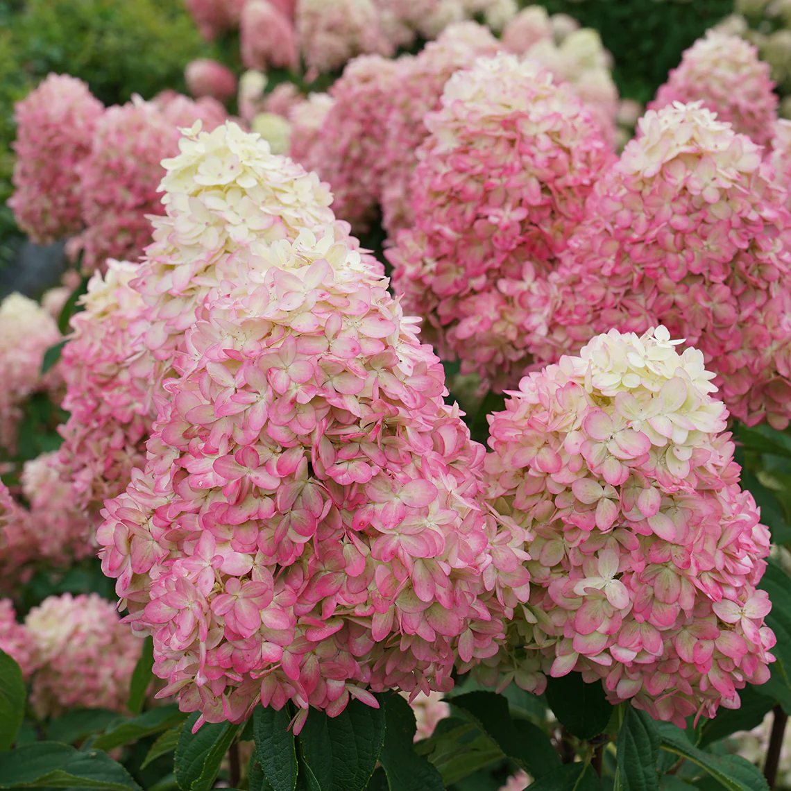Limelight Prime® Panicle Hydrangea - Image 4