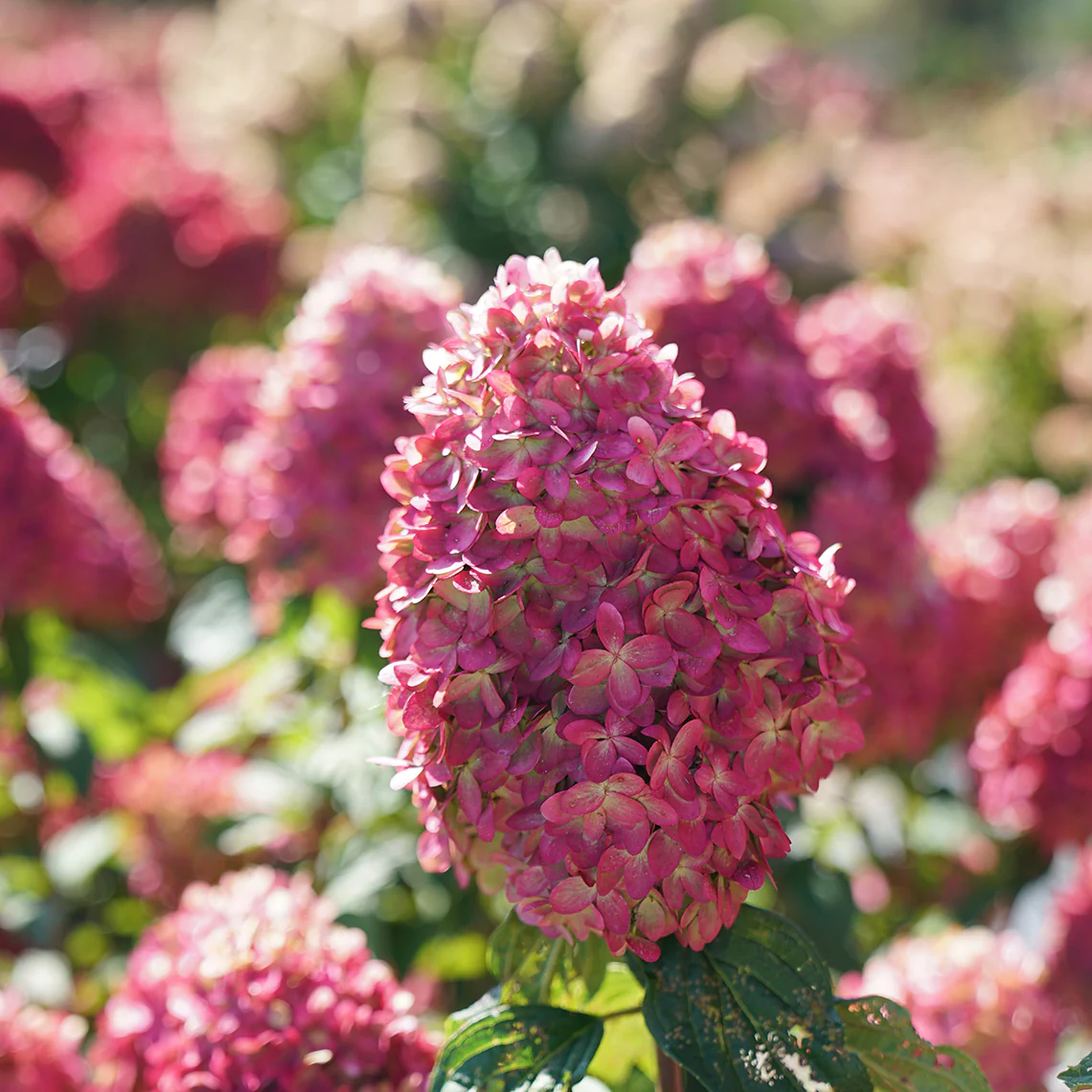 Limelight Prime® Panicle Hydrangea - Image 5