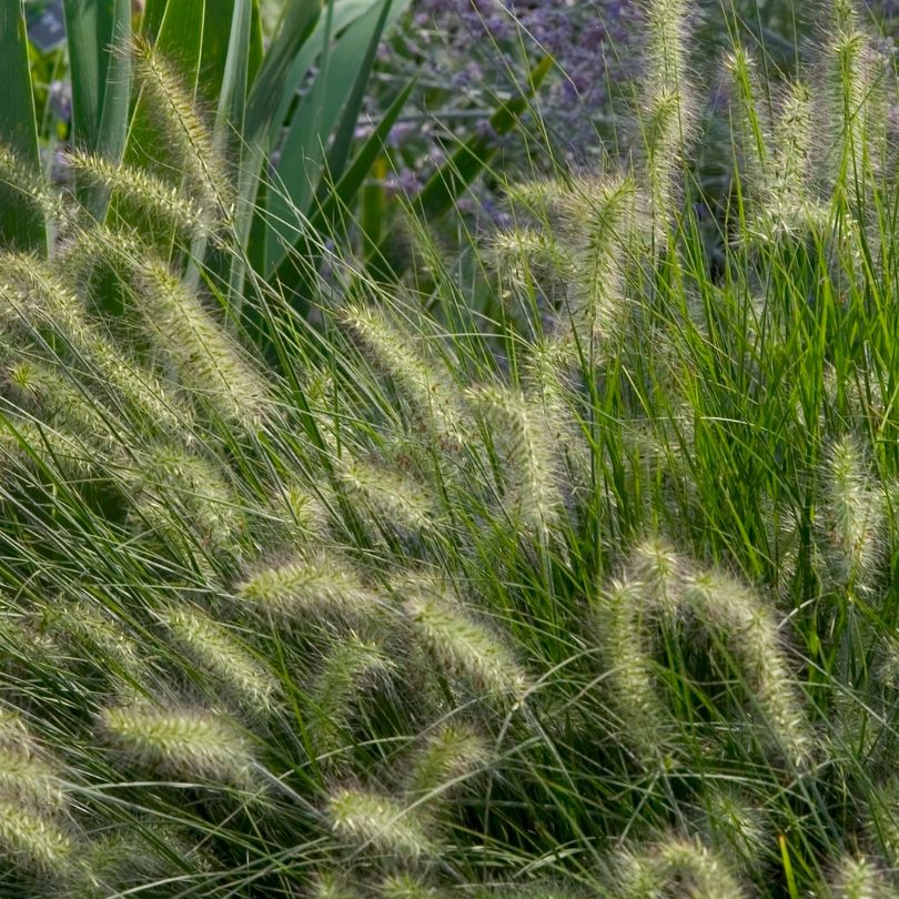 'Little Bunny' Fountain Grass - Image 2
