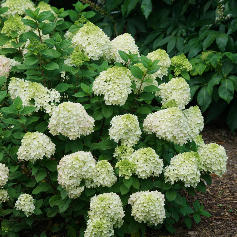 Little Lime Punch® Panicle Hydrangea - Image 2