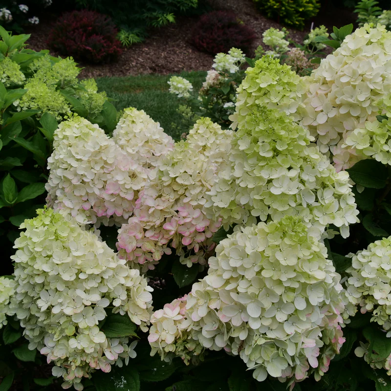 Little Lime Punch® Panicle Hydrangea - Image 3