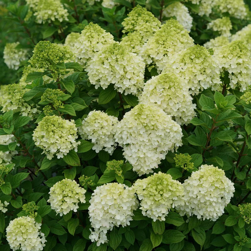 Little Lime Punch® Panicle Hydrangea - Image 4
