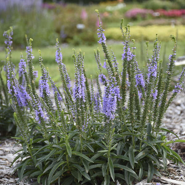 Magic Show® 'Ever After' Spike Speedwell - Image 2