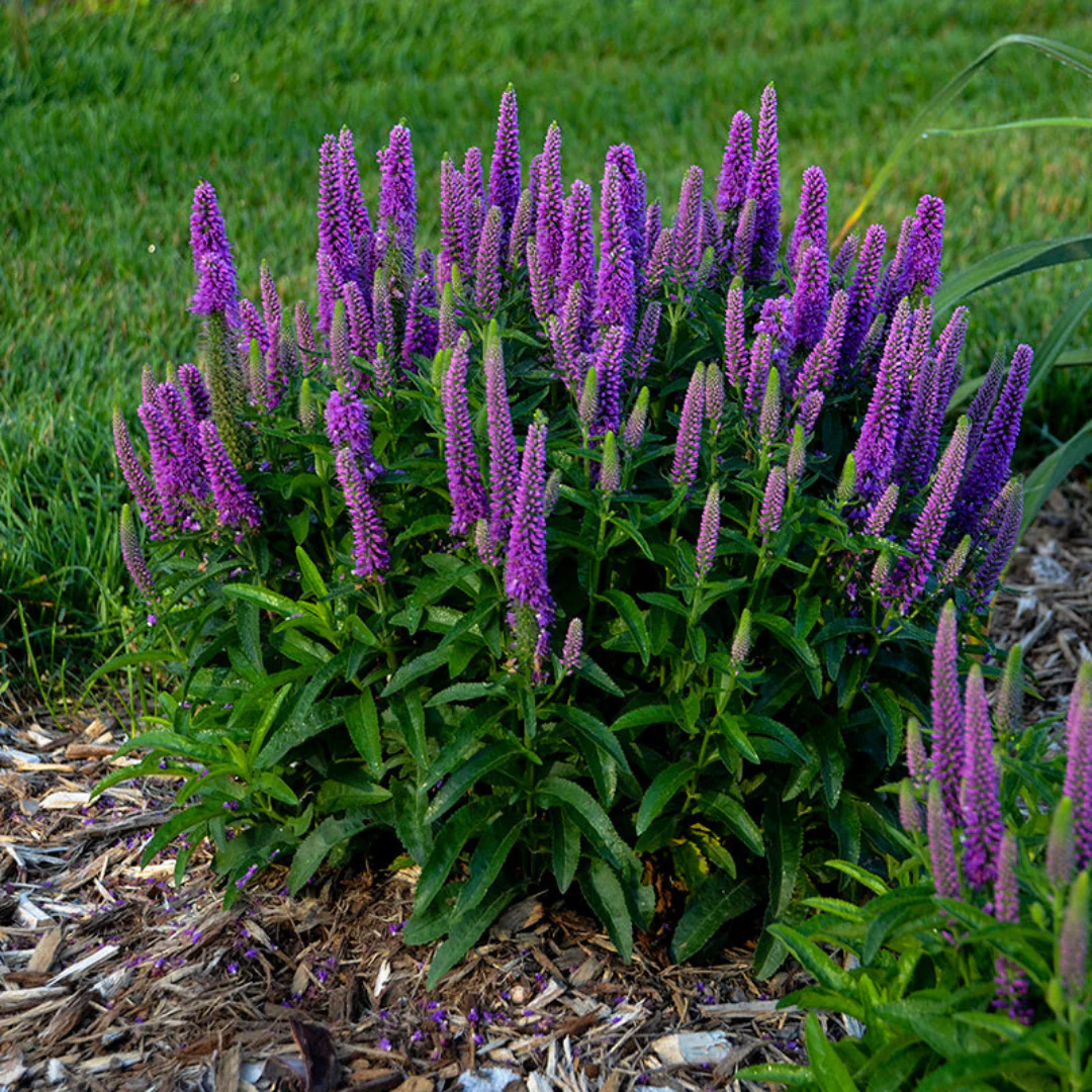 Magic Show® 'Purple Illusion' Spike Speedwell - Image 2