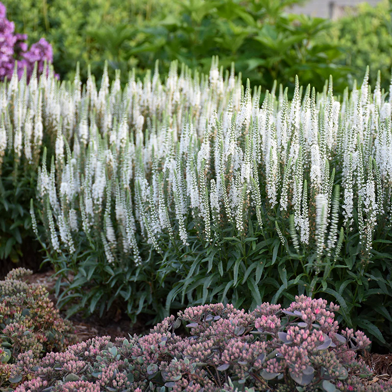 Magic Show® 'White Wands' Spike Speedwell