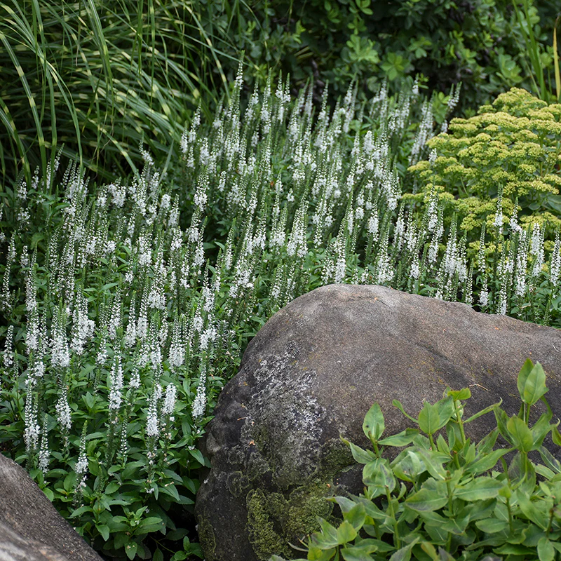 Magic Show® 'White Wands' Spike Speedwell - Image 2