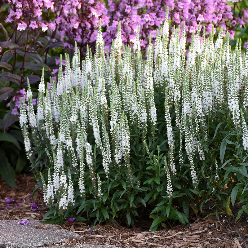 Magic Show® 'White Wands' Spike Speedwell - Image 3