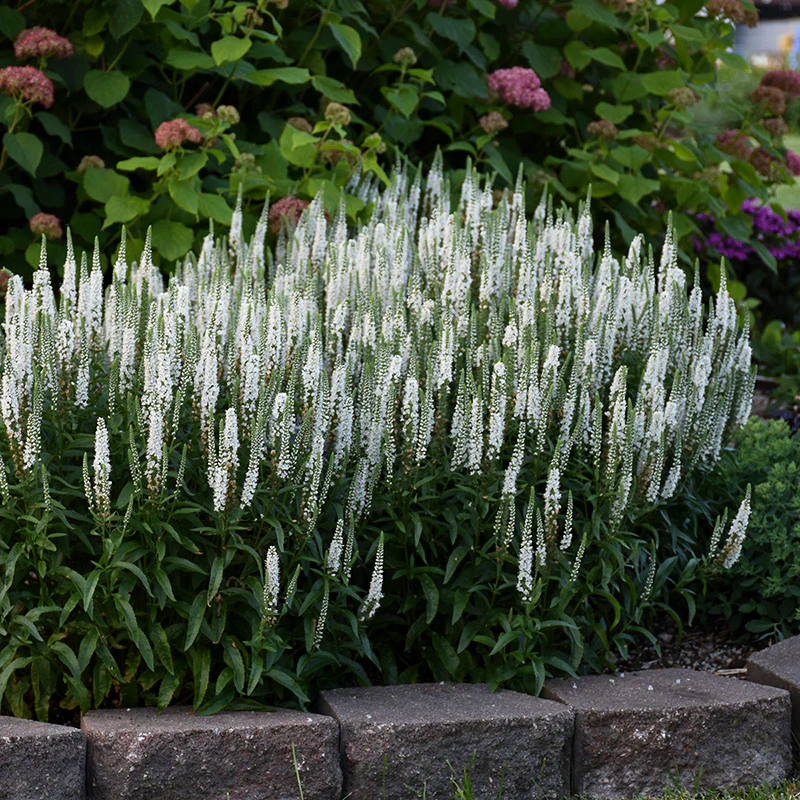 Magic Show® 'White Wands' Spike Speedwell - Image 4