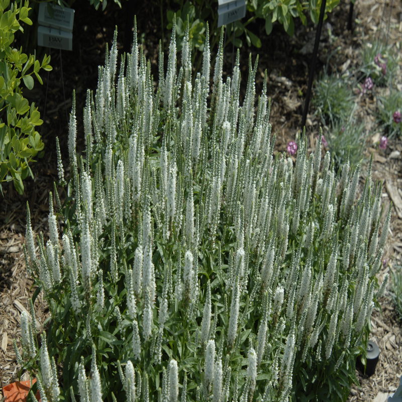 Magic Show® 'White Wands' Spike Speedwell - Image 5