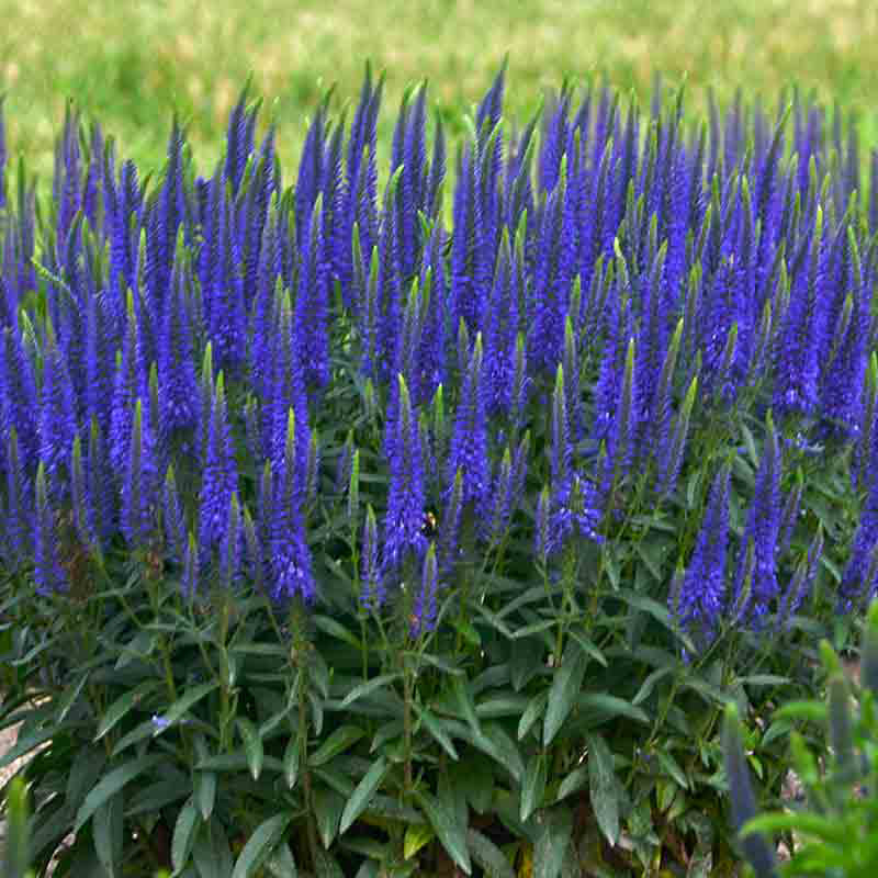 Magic Show® 'Wizard of Ahhs' Spike Speedwell - Image 2