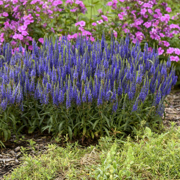 Magic Show® 'Wizard of Ahhs' Spike Speedwell - Image 3