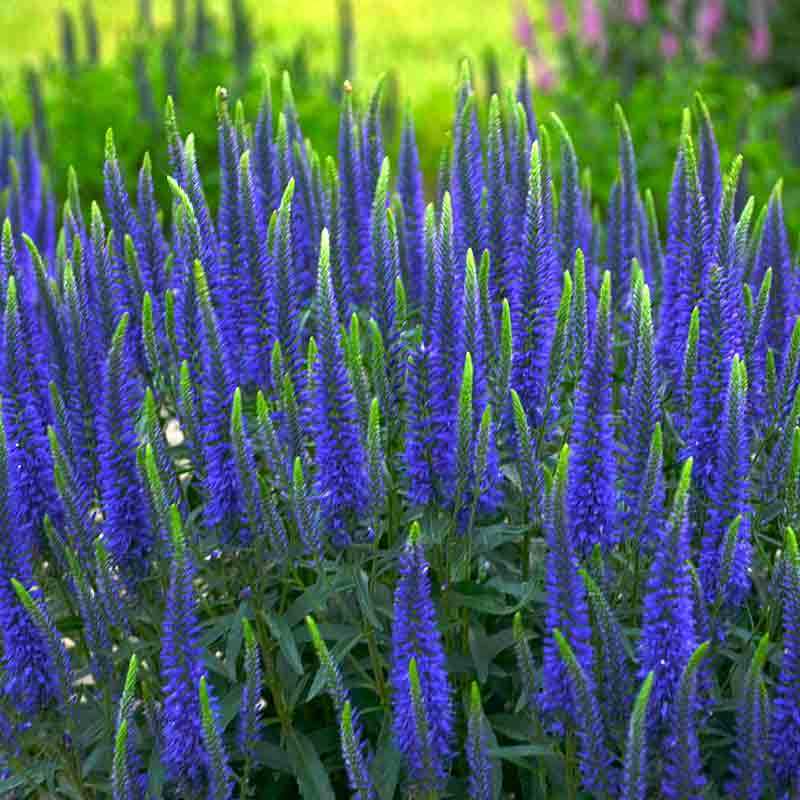 Magic Show® 'Wizard of Ahhs' Spike Speedwell - Image 4