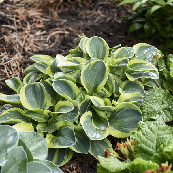 'Mighty Mouse' Hosta - Image 2