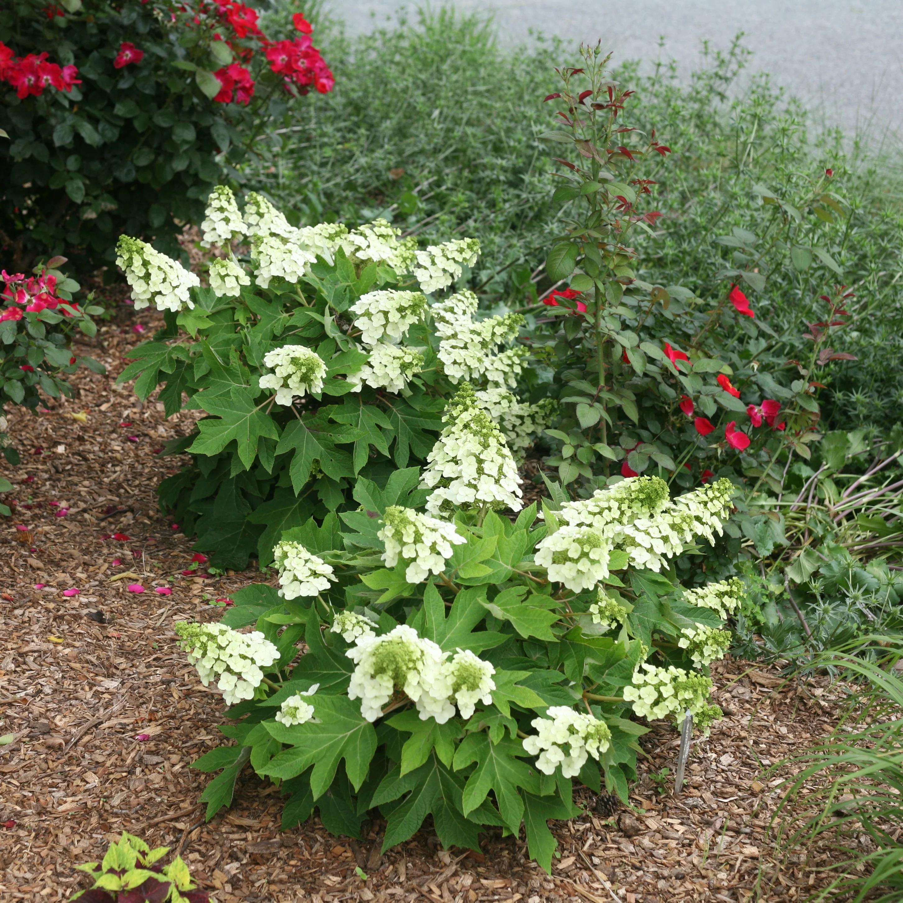 'Munchkin' Oakleaf Hydrangea - Image 2