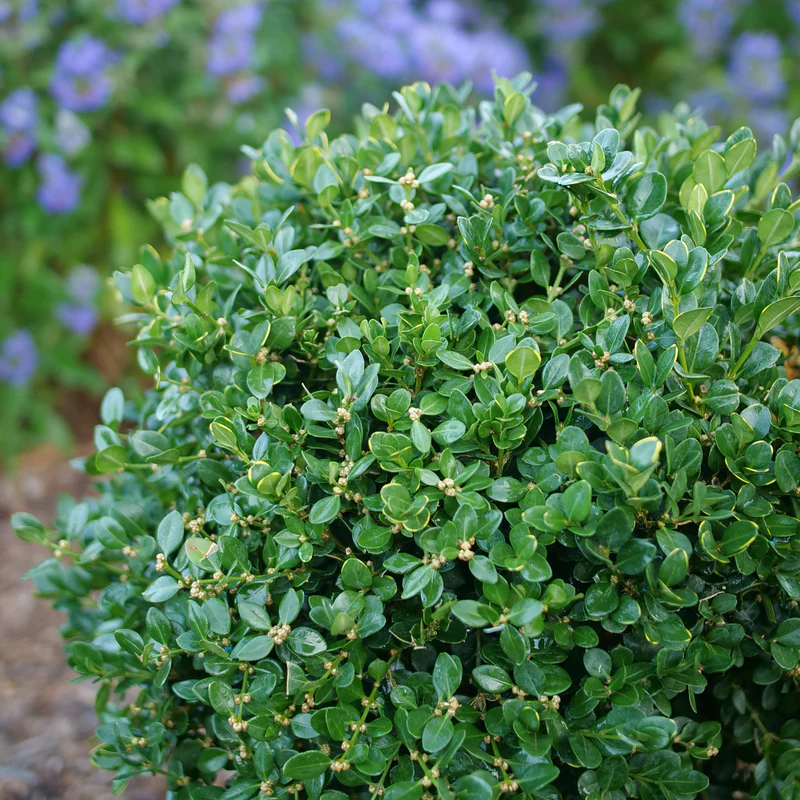 Neatball™ Boxwood - Image 2