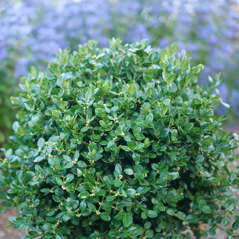 Neatball™ Boxwood - Image 3