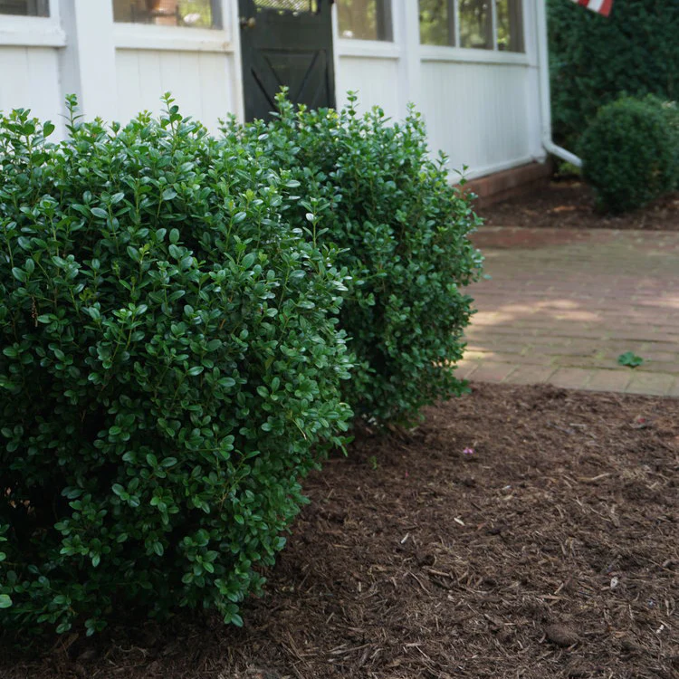 NewGen Freedom® Boxwood