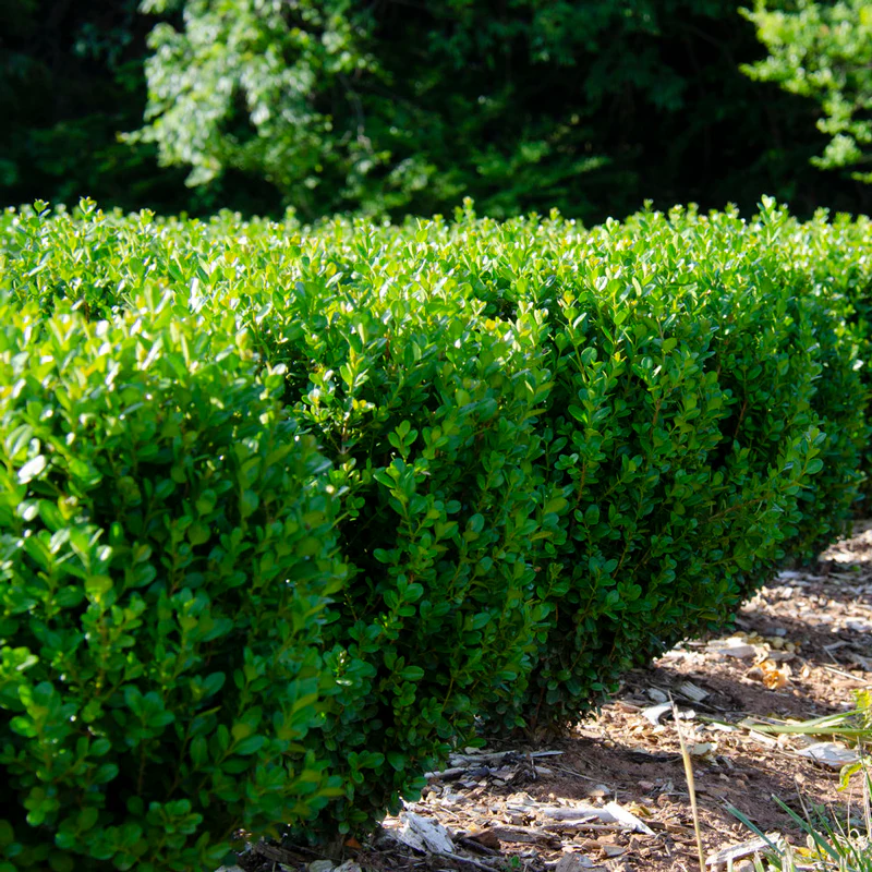 NewGen Freedom® Boxwood - Image 2