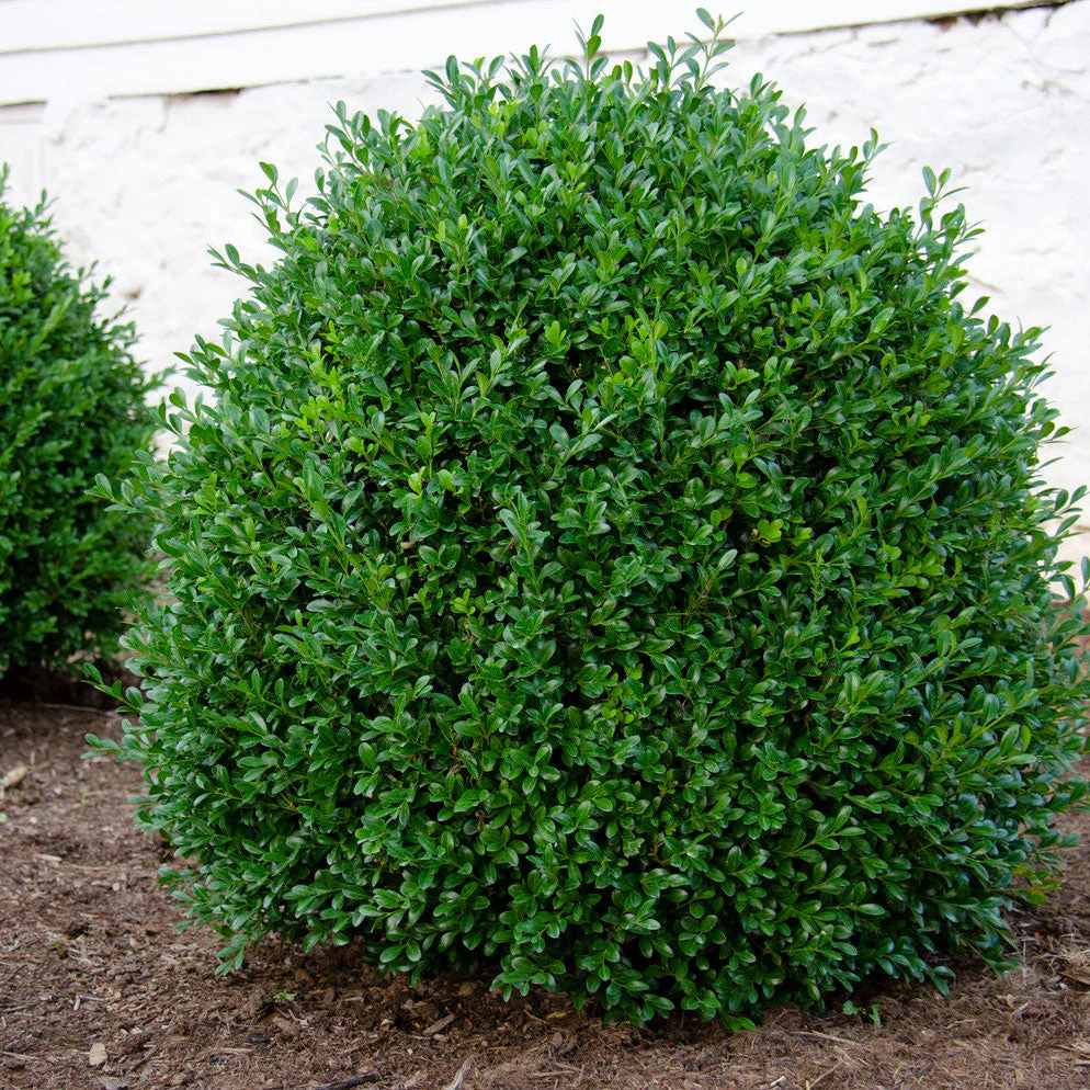 NewGen Independence® Boxwood - Image 3