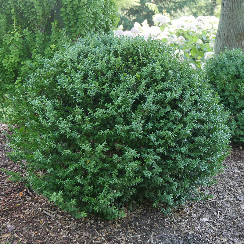North Star® Boxwood - Image 3