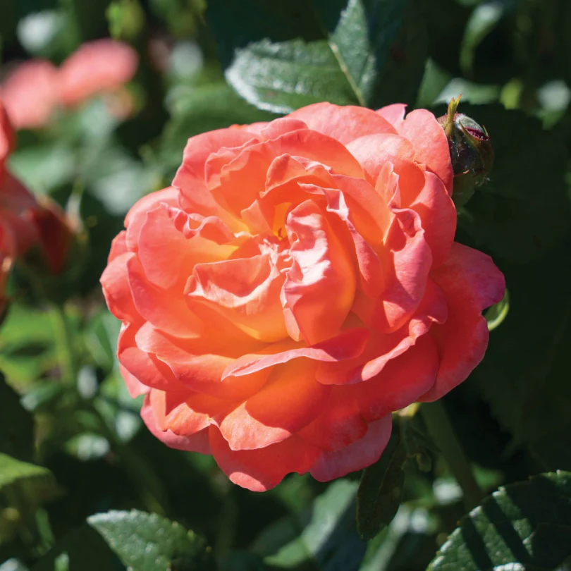 Orange Glow™ Knock Out® Rose - Image 3