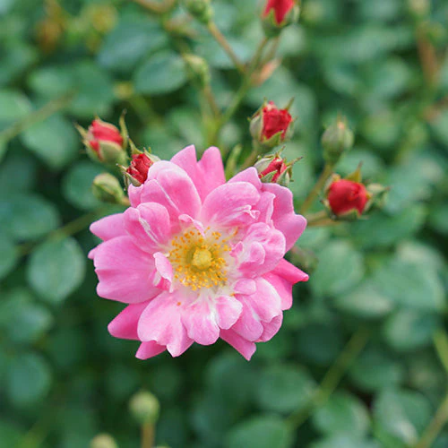 Oso Easy® Double Pink Rose
