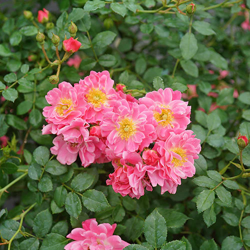 Oso Easy® Double Pink Rose - Image 2