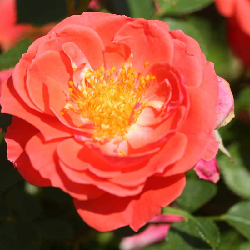 Oso Easy® Mango Salsa Rose - Image 2