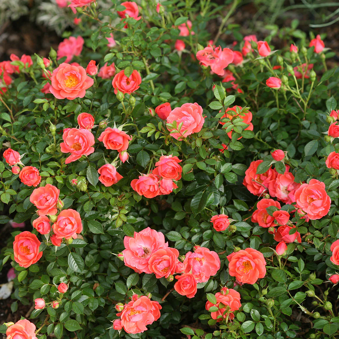 Oso Easy® Mango Salsa Rose - Image 3