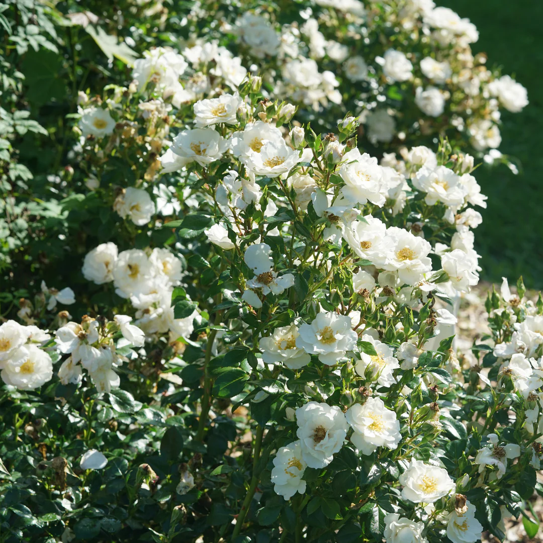 Oso Easy Ice Bay™ Rose - Image 3