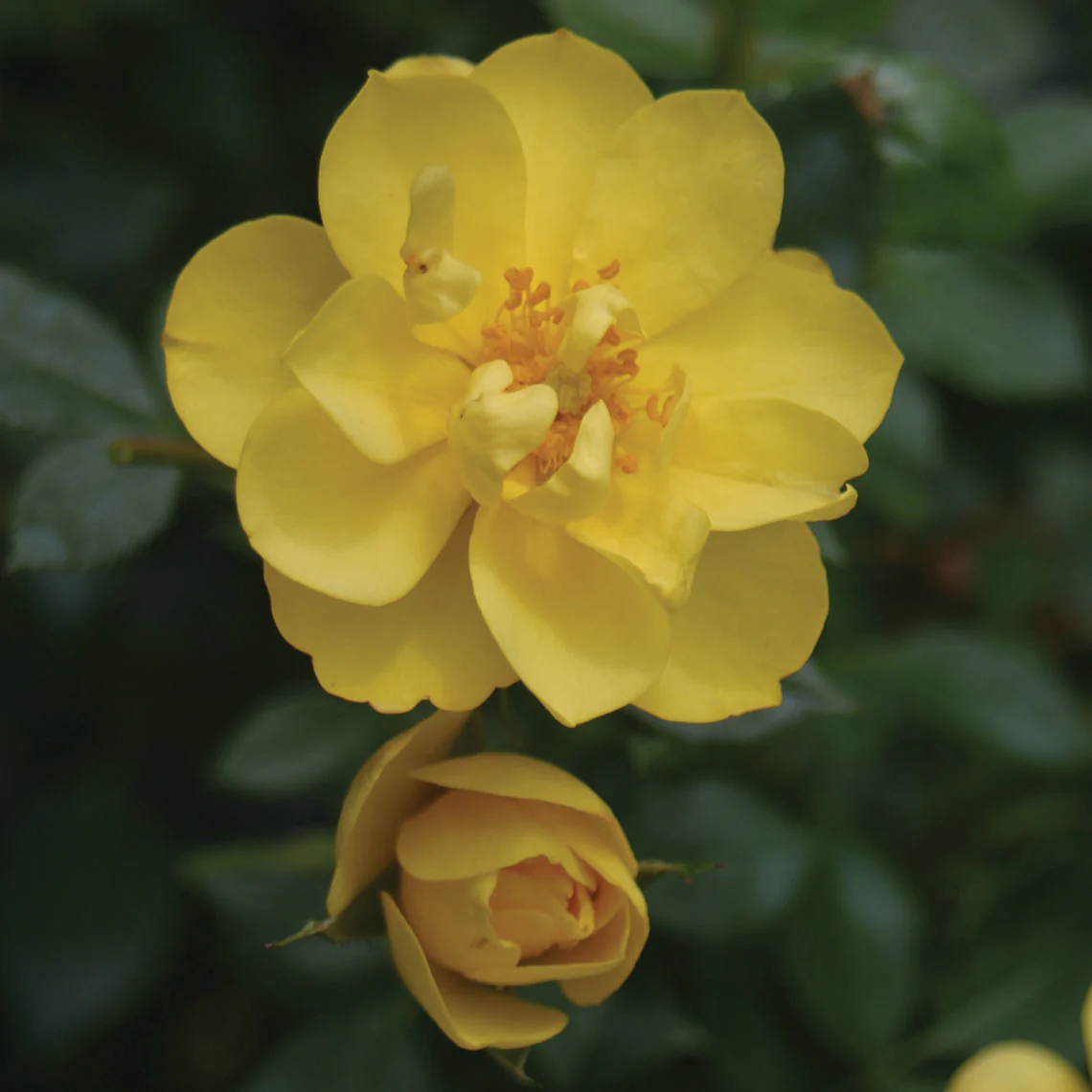 Oso Easy Lemon Zest® Rose