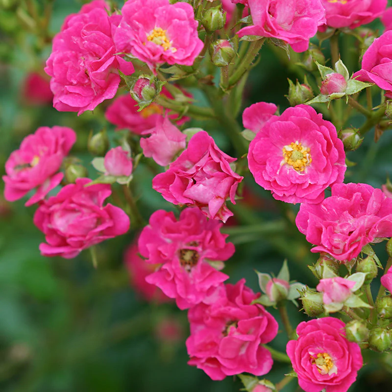 Oso Easy Peasy® Rose - Image 2