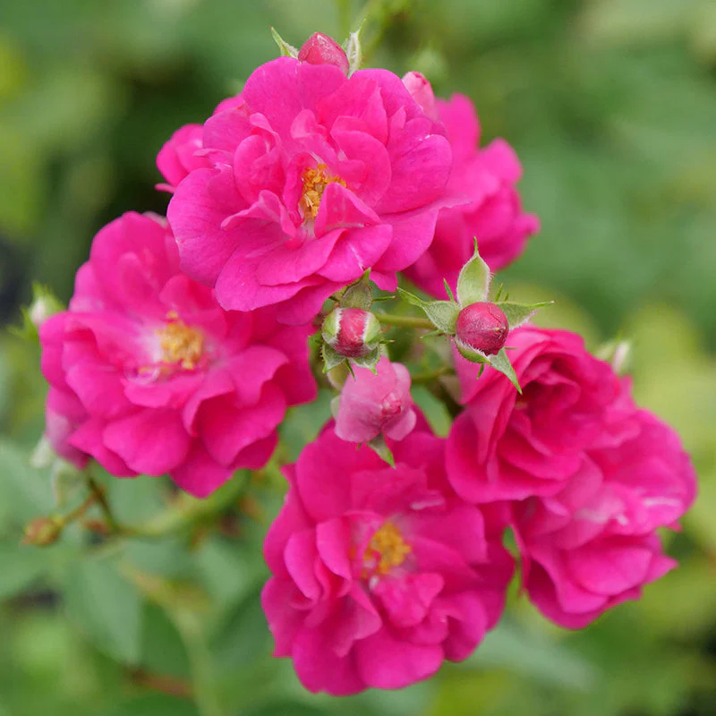 Oso Easy Peasy® Rose - Image 3