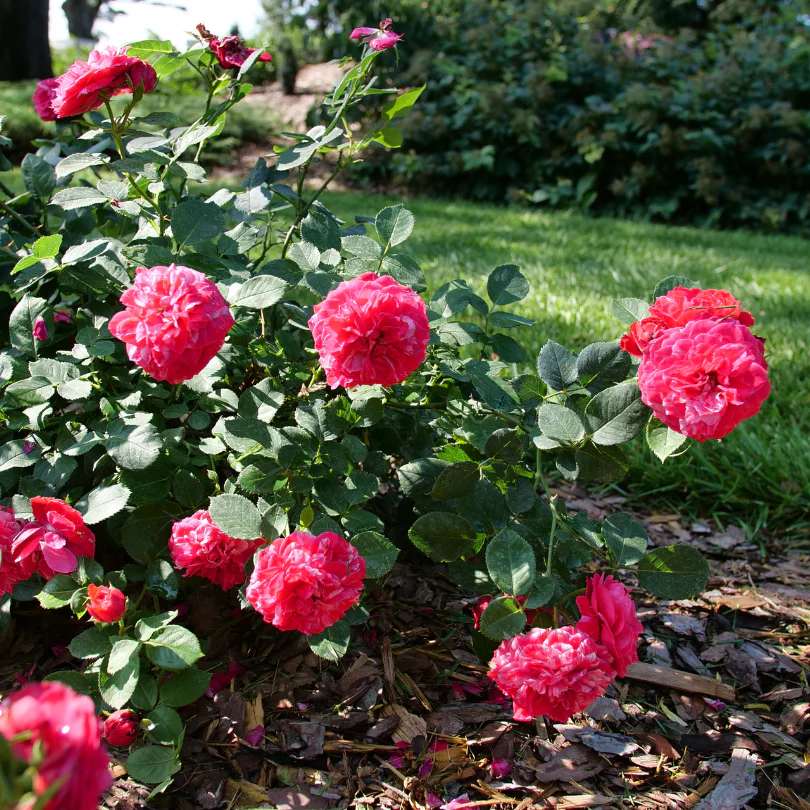 Oso Easy Red Stripe™ Rose - Image 3